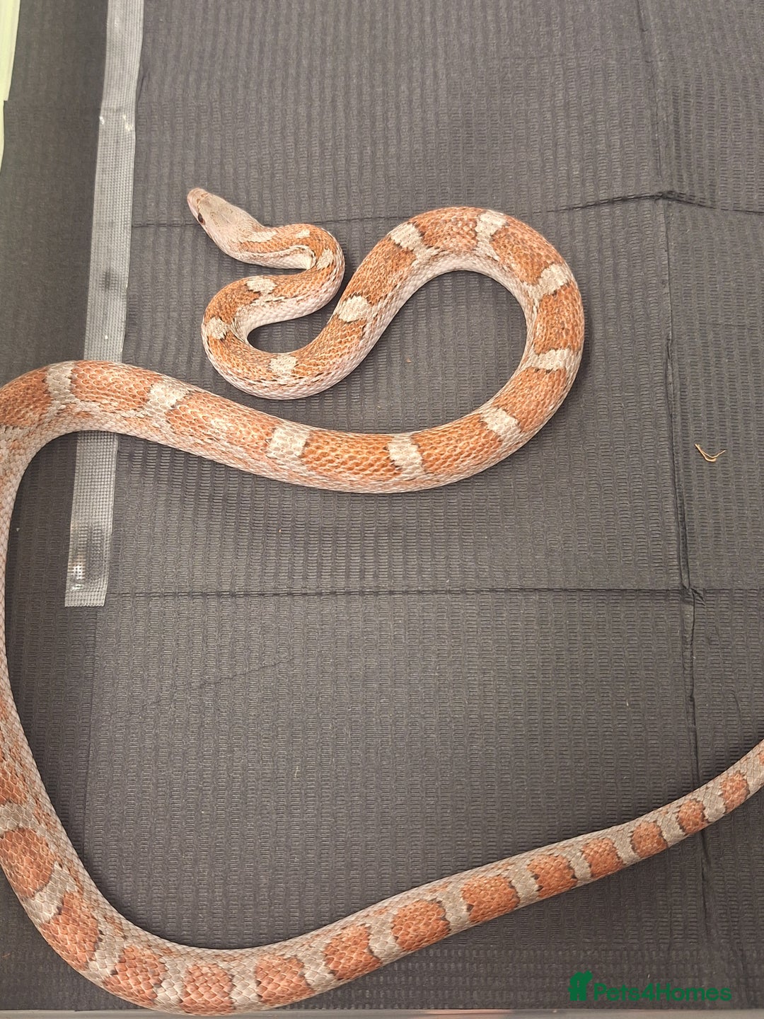 Corn Snake reptiles for sale: Corns, royals and 33l rack - Image 7