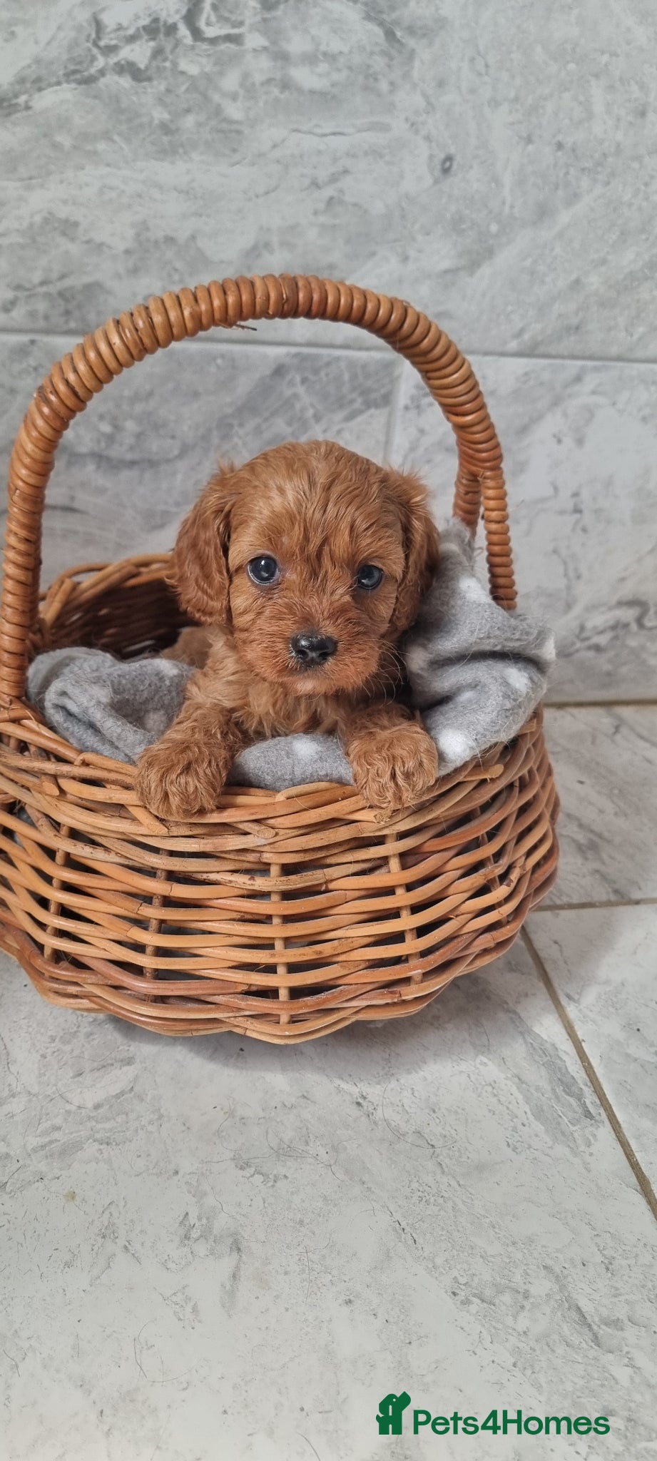 Cavapoo dogs F1 toy cavapoos - Advert 8