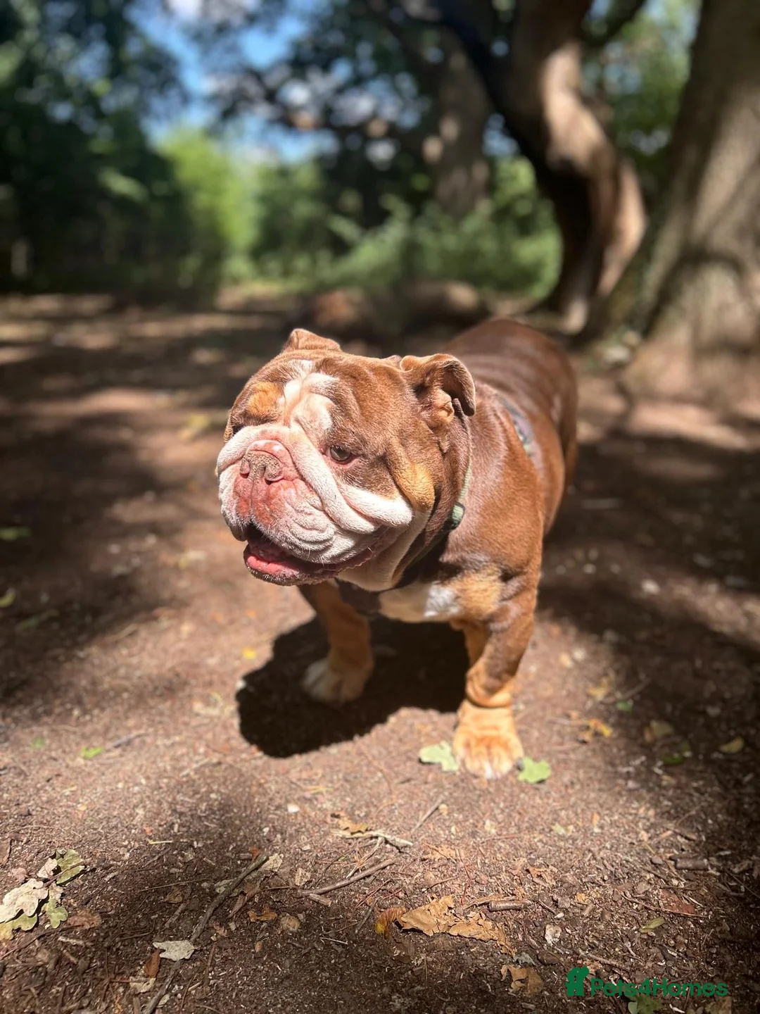 English Bulldog dogs for sale: Lovely British Bulldog - Adult Home only - Advert 2