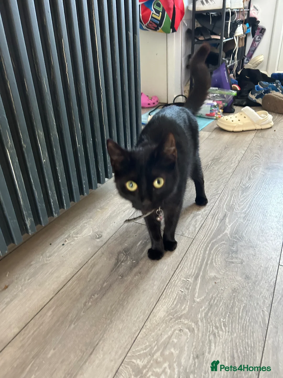 Mixed Breed cats for sale: Mixed breed - Advert 2