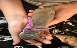 Dachshund dogs for sale: Miniature Dachshund Puppies  Health Tested Parents - Image 5