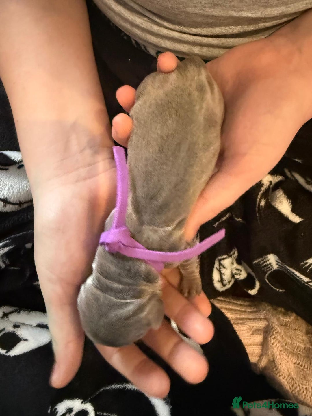 Dachshund dogs for sale: Miniature Dachshund Puppies  Health Tested Parents - Image 5