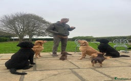 Mixed Breed dogs for sale: 🌟 Exceptional Goldendoodle x Labrador Puppies 🌟 - Image 11