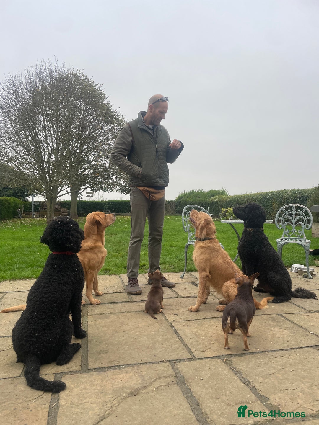 Mixed Breed dogs for sale: 🌟 Exceptional Goldendoodle x Labrador Puppies 🌟 - Image 11