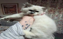 Ragcoon cats for sale: Beautiful Colourpoint Tortie Female Ragdoll Kitten - Image 2