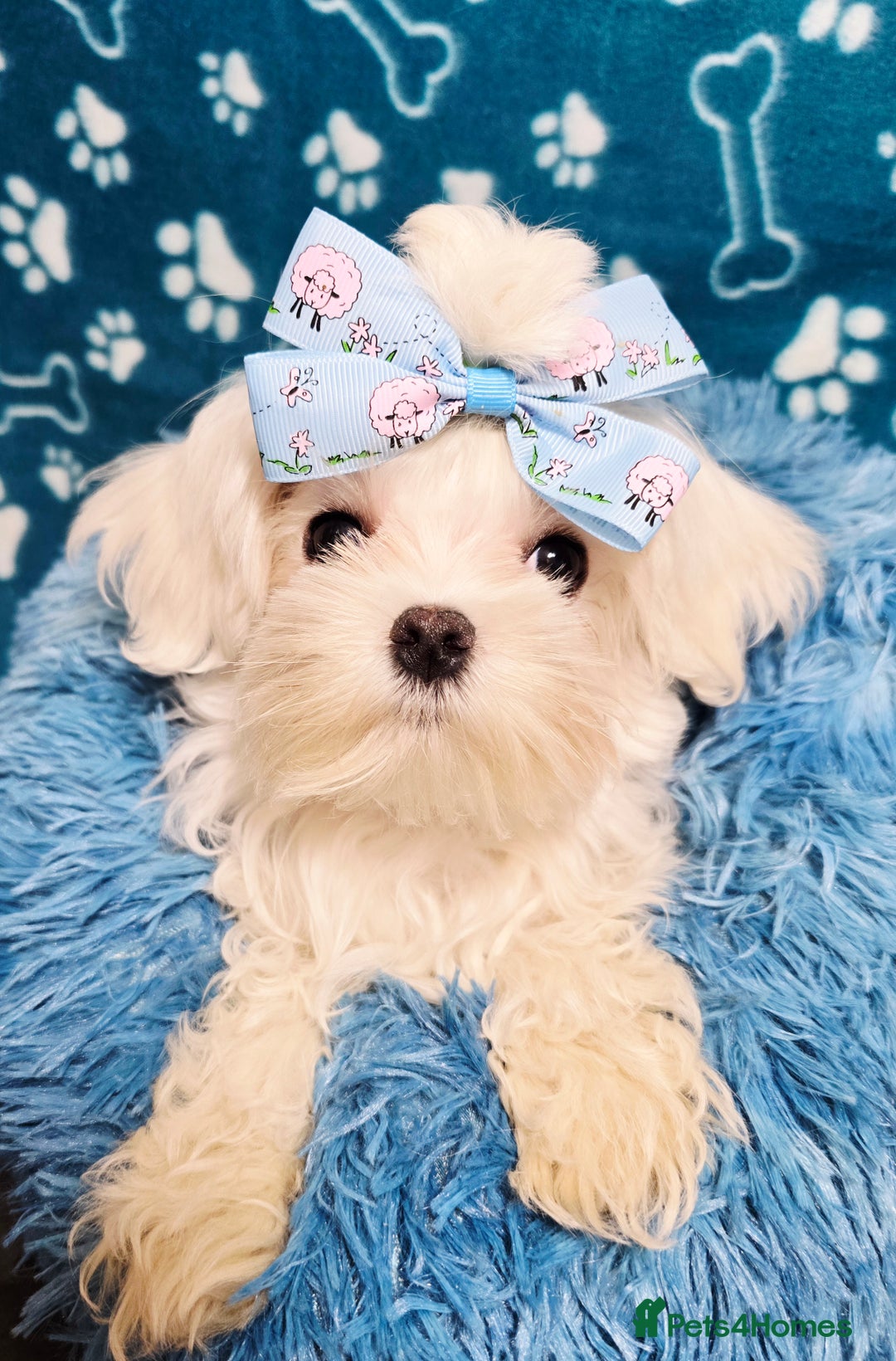 Maltese dogs for sale: Full Korean KC maltese boy London - Advert 3