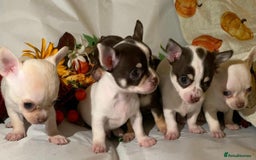 Chihuahua dogs for sale: Tiny chihuahua puppies  - Image 5