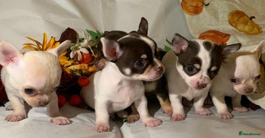 Chihuahua dogs - Advert 5