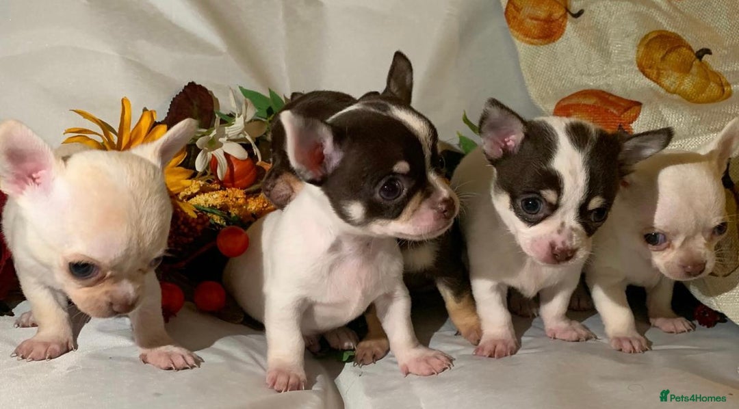 Chihuahua dogs for sale: Tiny chihuahua puppies  - Image 5