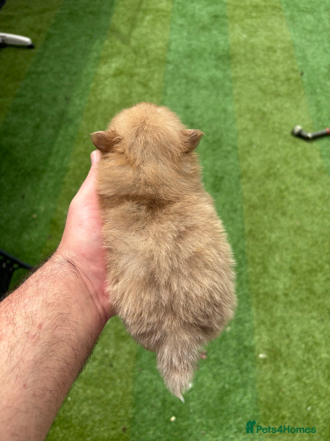 Pomeranian dogs for sale: Exotic color, mini Pomeranians  - Image 26