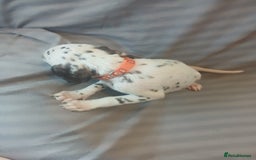 Dalmatian dogs for sale: Dalmatian Ready to home 1×girl 1× boy(£550)) - Image 12