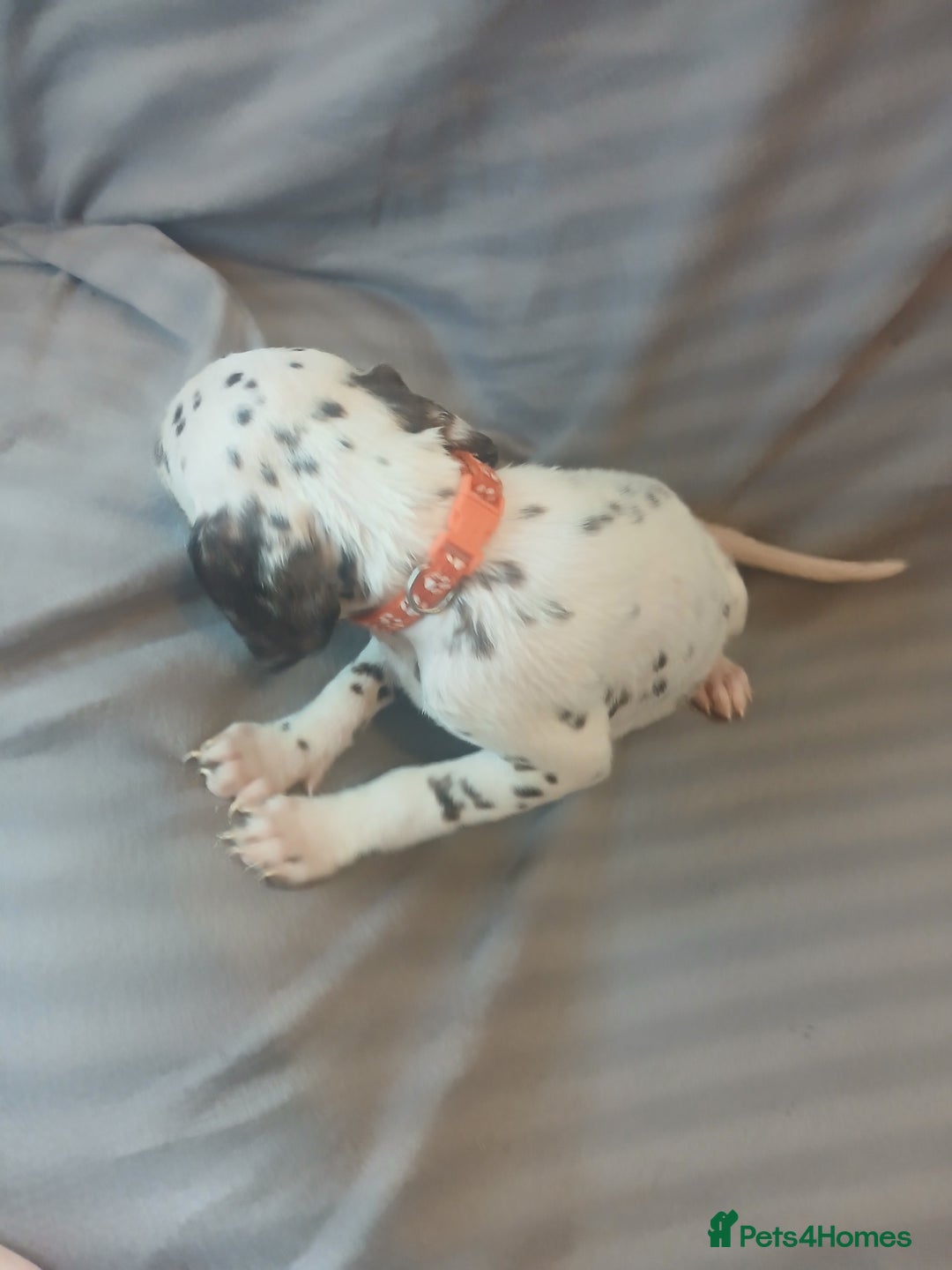 Dalmatian dogs for sale: Dalmatian Ready to home 1×girl 1× boy(£550)) - Image 12