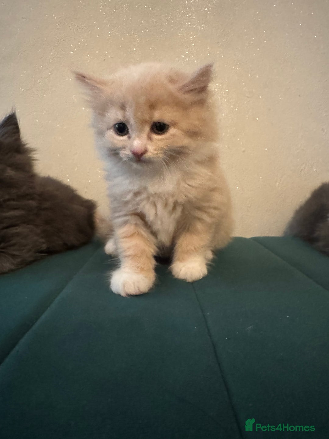 Ragdoll cats for sale: Beautiful ragdolls for sale  - Image 9