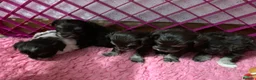 Miniature Schnauzer dogs for sale: 5* LICENSED KC MINI/TOY CHOCOLATE LITTER - Advert 5