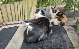 Domestic Shorthair cats for sale: 3 beautiful kittens - Image 3