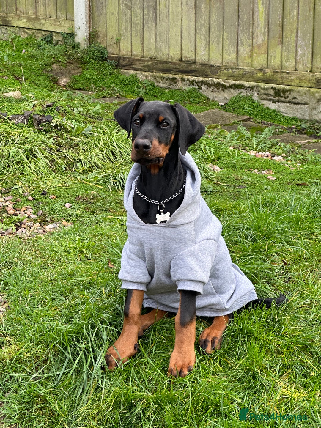 Dobermann dogs for sale: Pregnancy Confirmed - European Doberman Puppies - Image 3