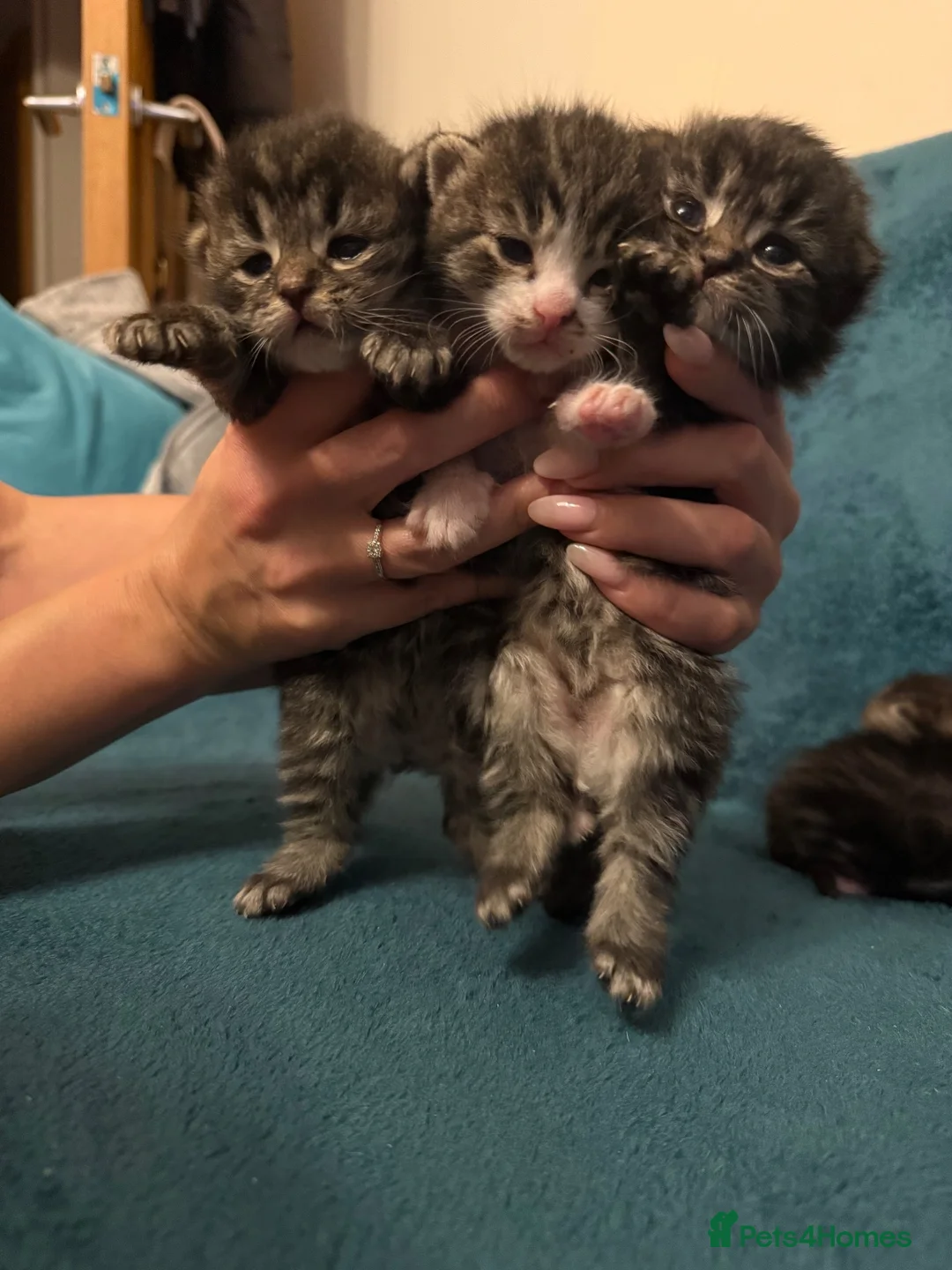 Mixed Breed cats for sale: Ragdoll cross Maine Coon kittens  - Advert 2