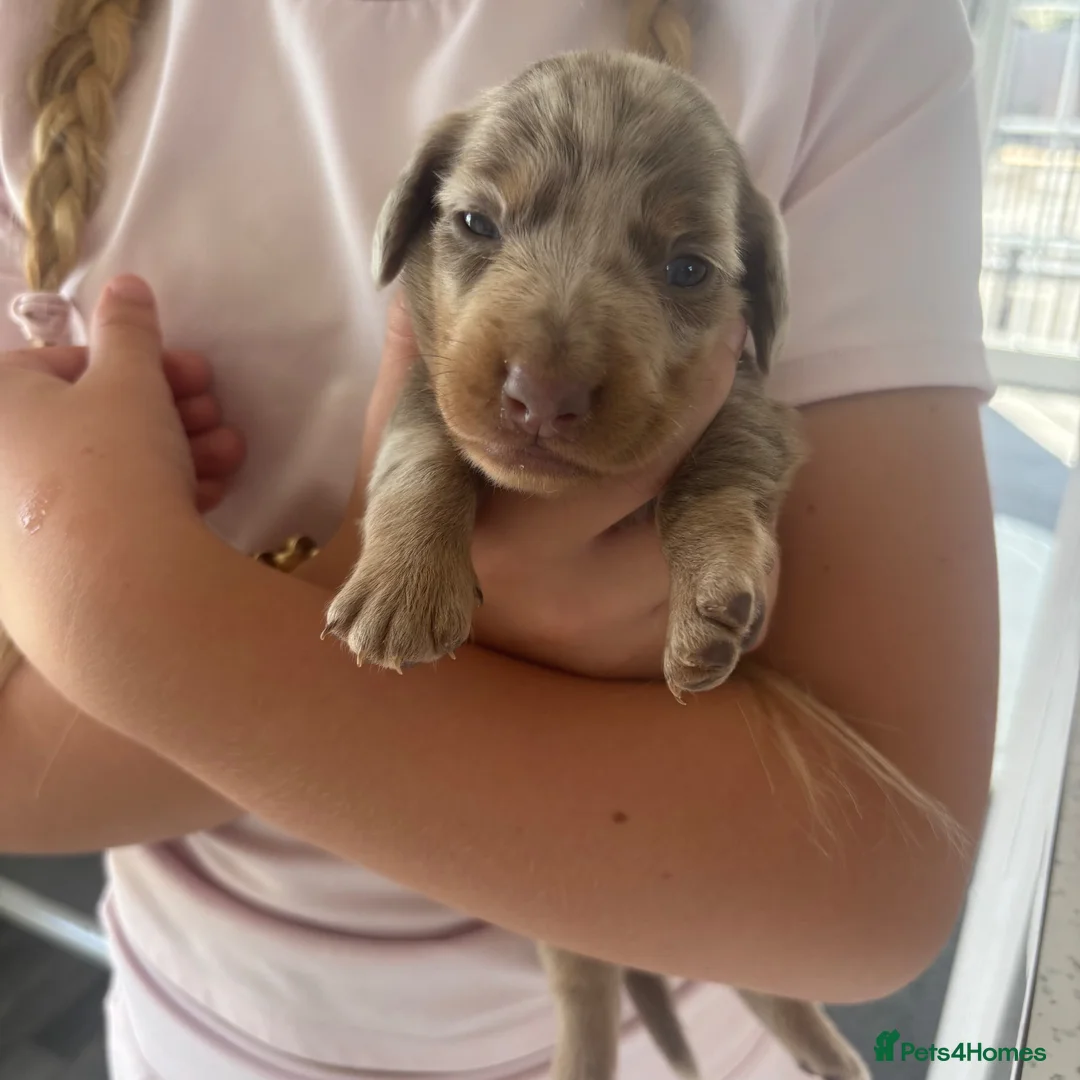 Miniature Dachshund dogs for sale: Mini dachshund in Luton - Advert 2