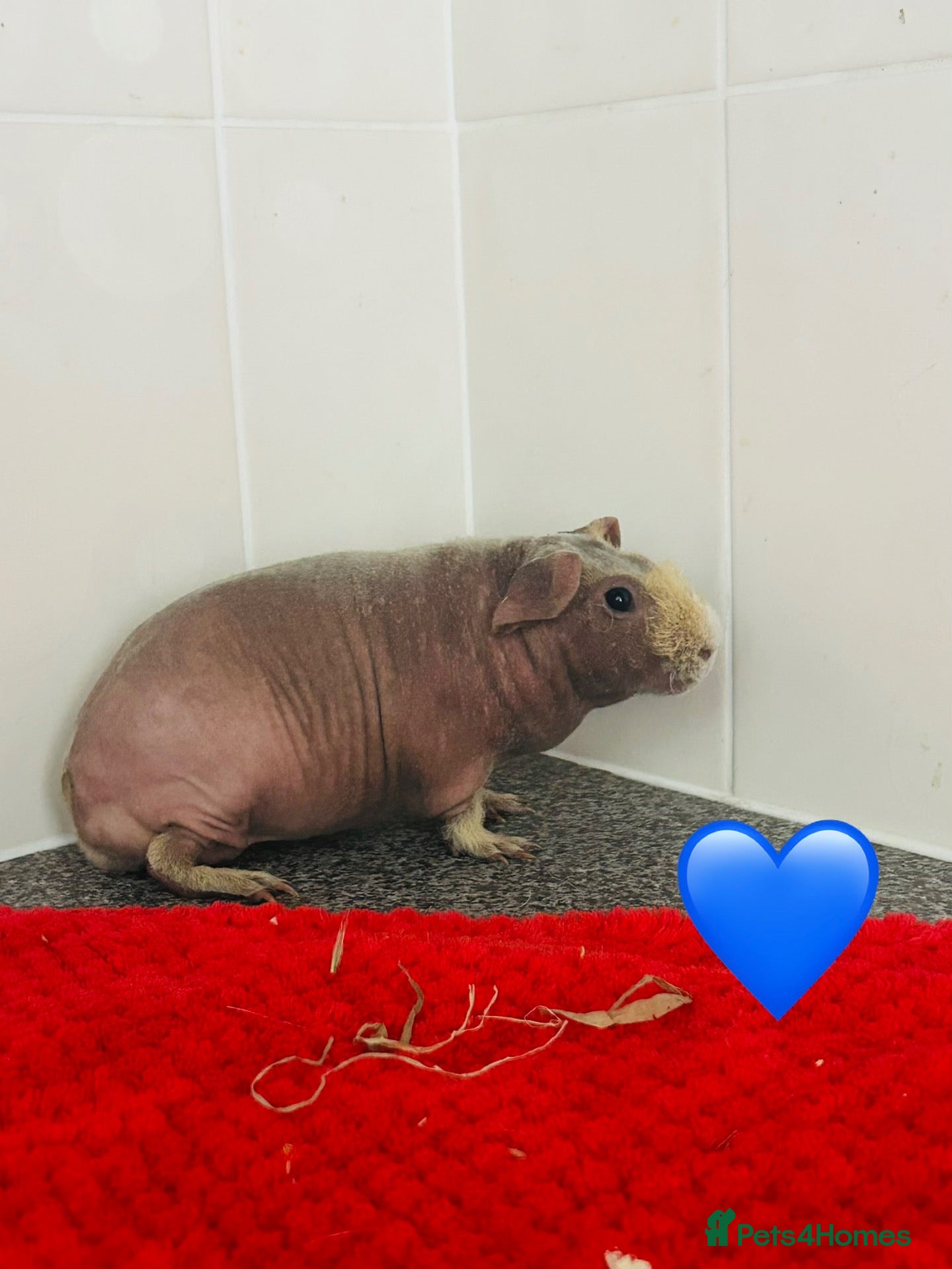 Guinea Pig rodents for sale: Skinny pigs for loving homes  - Advert 1