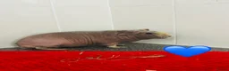 Guinea Pig rodents for sale: Skinny pigs for loving homes  - Advert 1