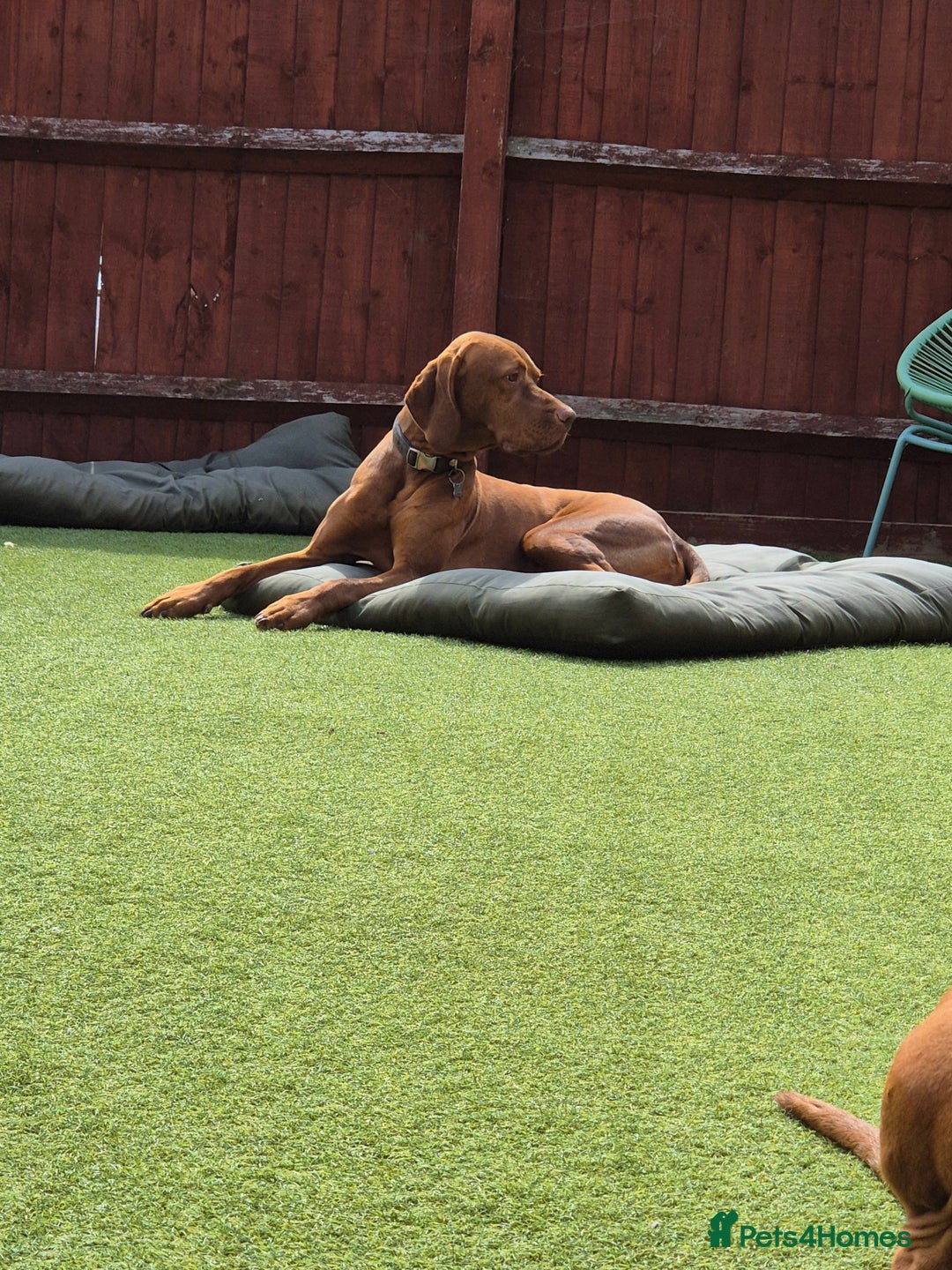Hungarian Vizsla dogs for stud: Proven Hungarian Vizsla Stud--Imported Bloodlines - Advert 5