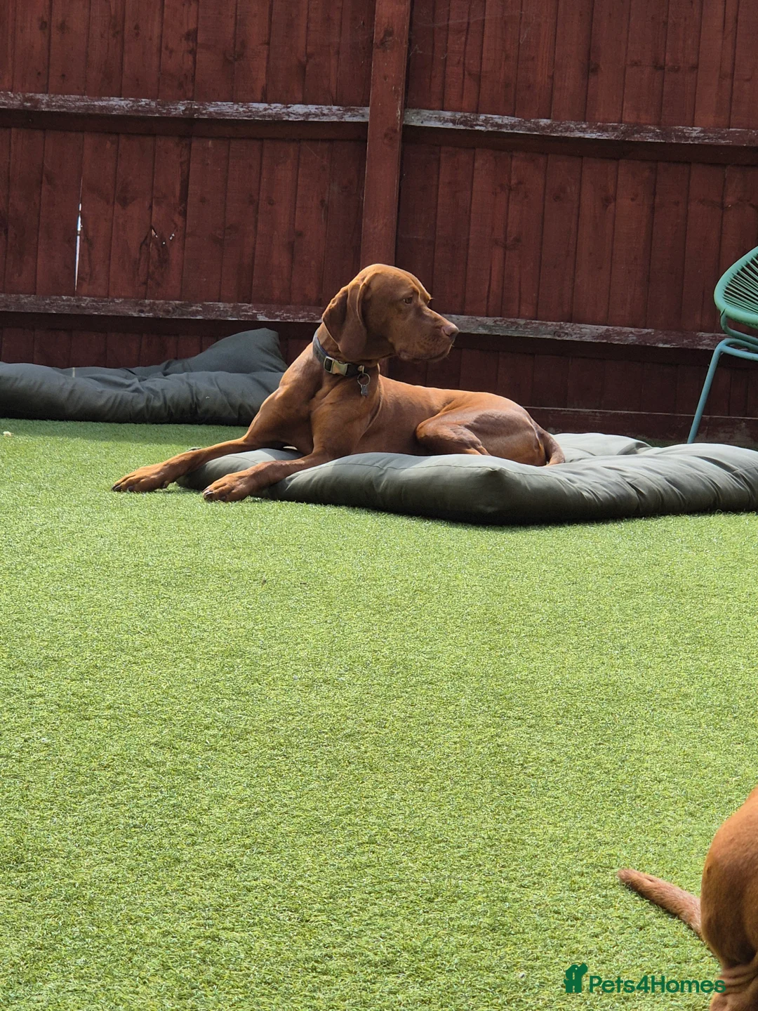 Hungarian Vizsla dogs for stud: Proven Hungarian Vizsla Stud--Imported Bloodlines - Advert 5