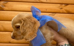 Cocker Spaniel dogs for sale: Last pup Working Cocker Spaniel Puppies! 🐶 in Chatteris - Image 2