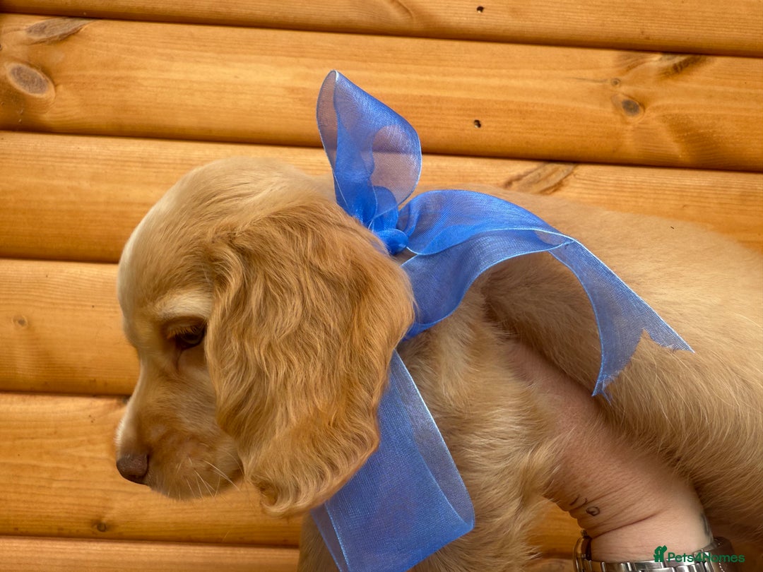 Cocker Spaniel dogs for sale: Last pup Working Cocker Spaniel Puppies! 🐶 in Chatteris - Image 2