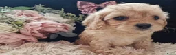 Cavapoo dogs for sale: Stunning Black and Tan Cavapoo puppies - Advert 3