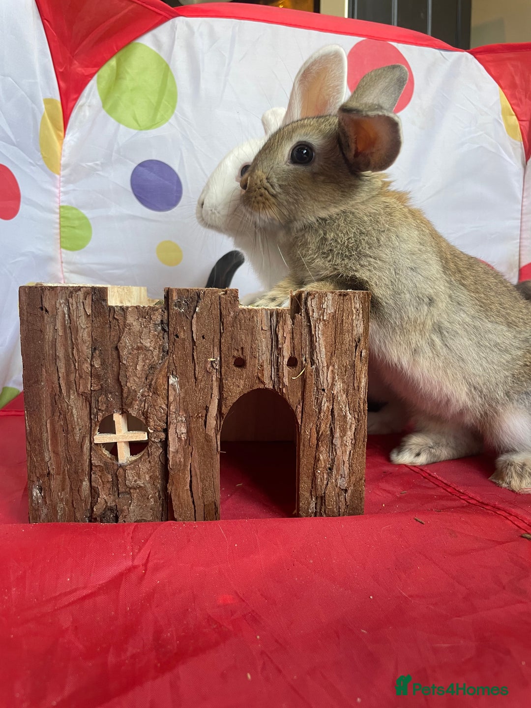 French Lop rabbits for sale: French lop mixed baby rabbits ready to go - Image 19