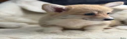 Welsh Corgi Pembroke dogs for sale: Top quality corgis  - Advert 4