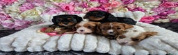 Cavalier King Charles Spaniel dogs for sale: Beautiful KC reg Cavalier King Charles Puppies  - Advert 27