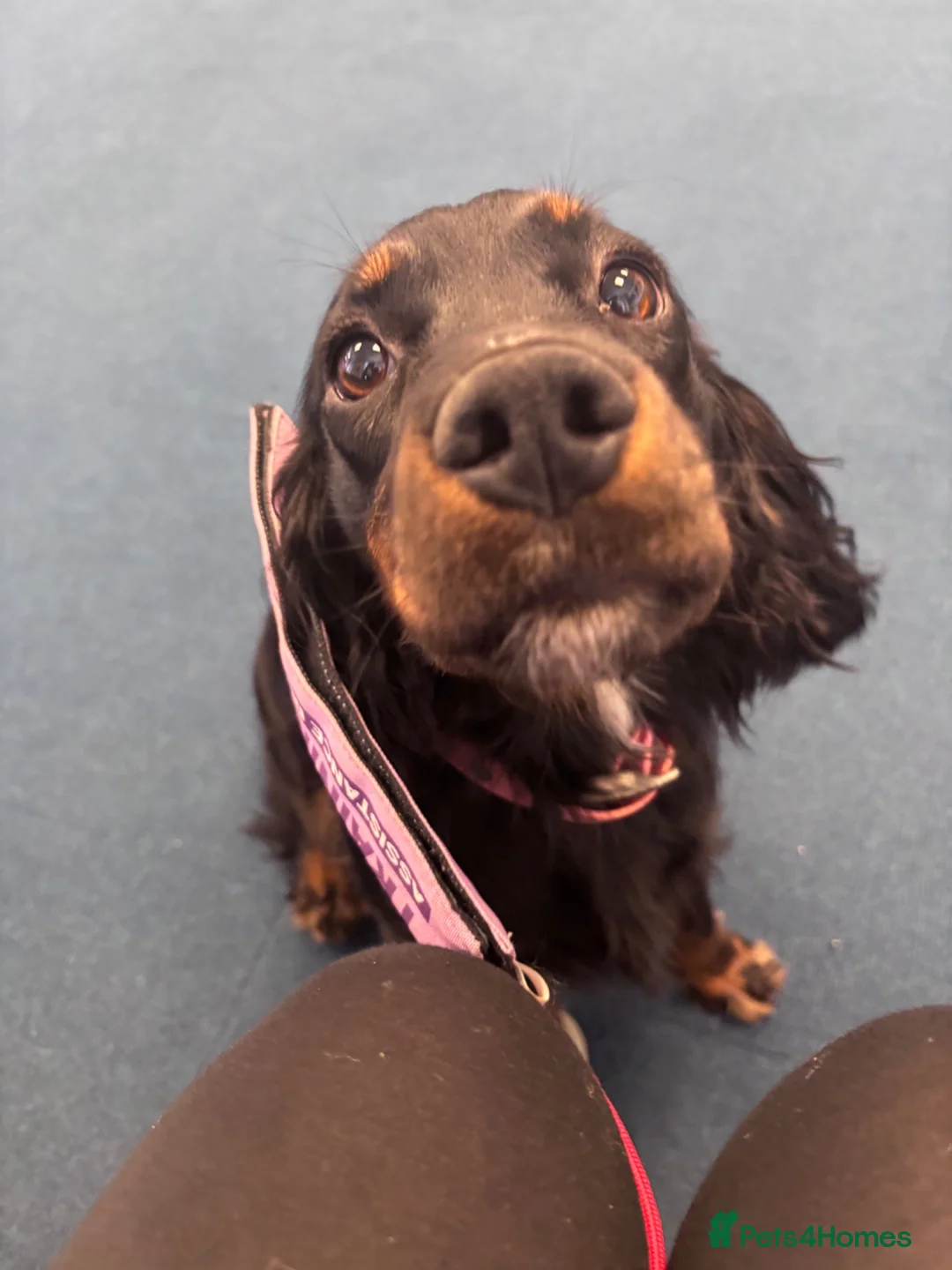 Cocker Spaniel dogs for sale: Cocker spaniel for sale  - Advert 4