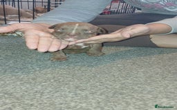 American Bully dogs for sale: Micro Exotic / pocket bully’s  - Image 10