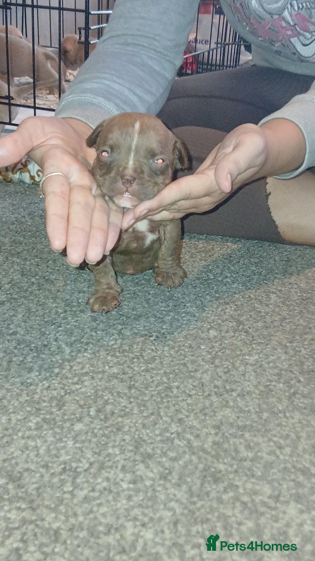 American Bully dogs for sale: Micro Exotic / pocket bully’s  - Image 10