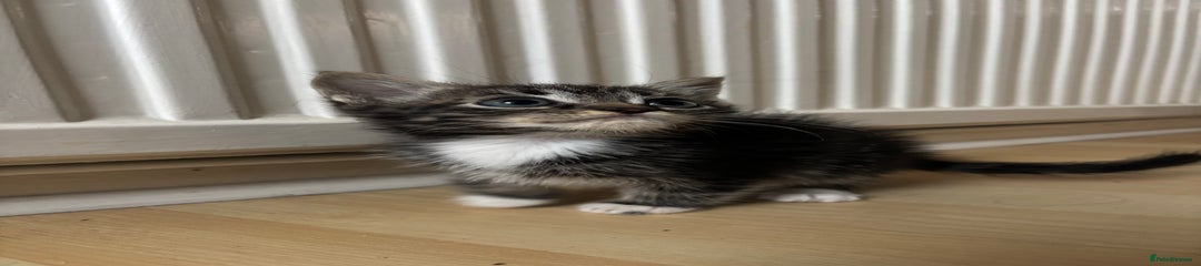 Mixed Breed Kitten 3