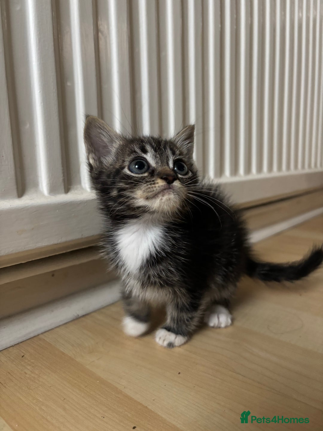 Mixed Breed cats for sale: Kittens for sale - Image 3