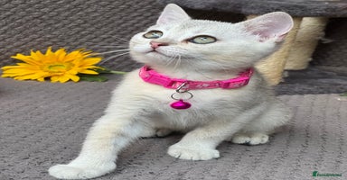 British Shorthair cats - Advert 4