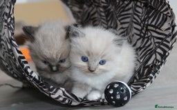 Ragdoll cats for sale: 💎 OUTSTANDING QUALITY MINK ragdoll kittens 💎 - Image 4