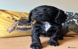 Sprocker dogs for sale: Sprocker Puppies - Image 3