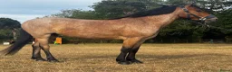 New Forest horses for sale: Smart 4 Year Old PB NF Gelding - Advert 5