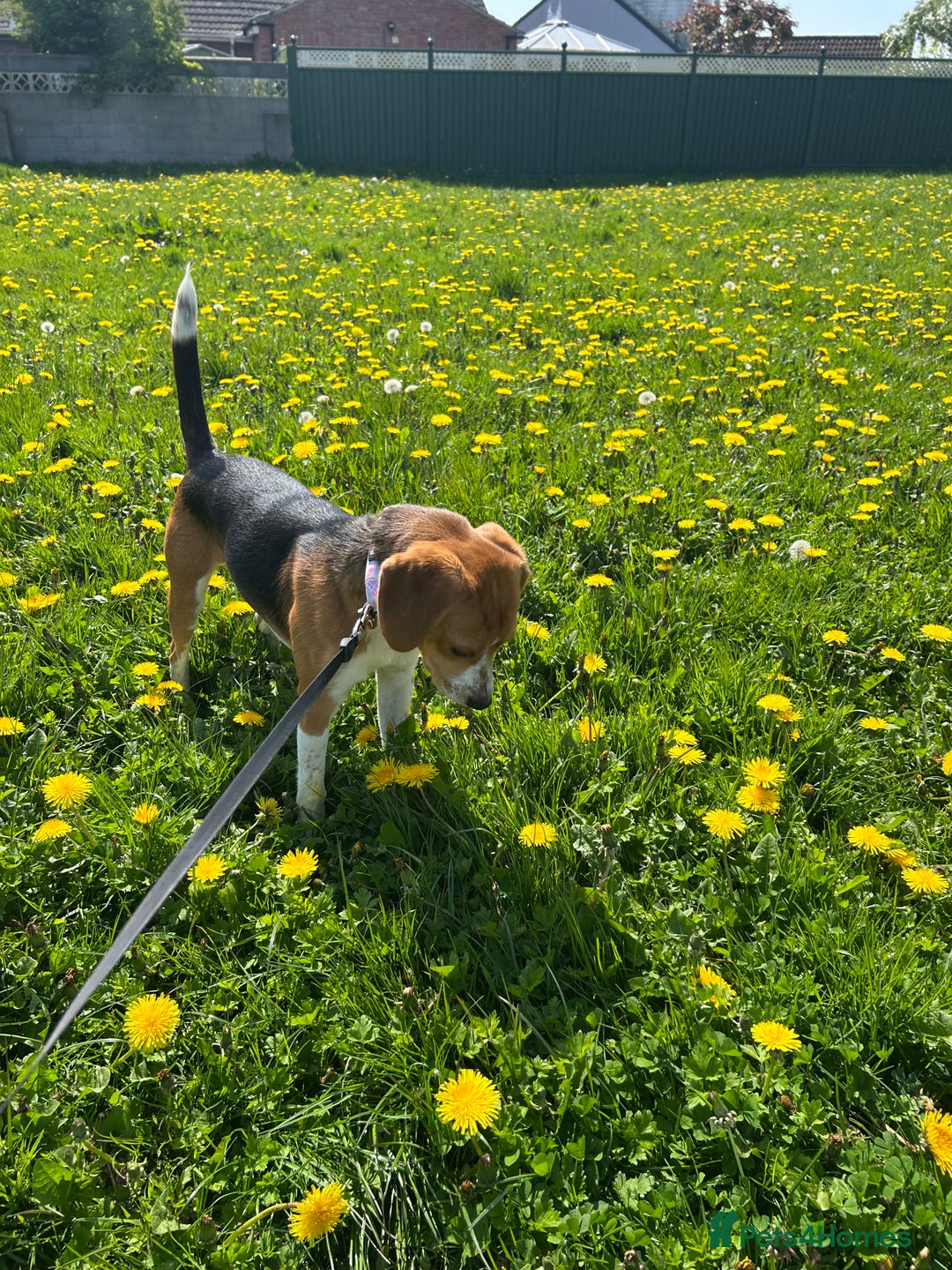 Beagle dogs for sale: Beautiful beagle  - Advert 7