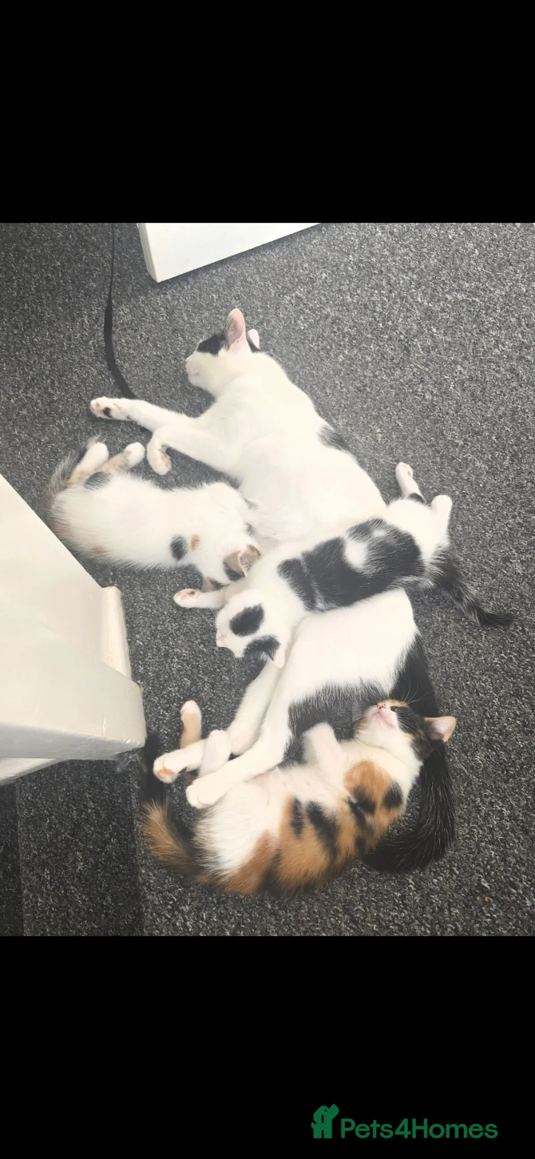 Mixed Breed cats for sale: 3 kittens looking for forever homes - Advert 7