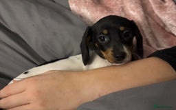 Miniature Dachshund dogs for sale: Four beautiful miniature dachshund girls - Advert 36