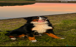 Bernese Mountain Dog dogs for stud: Bernese Mountain Dog for stud in Glasgow - Image 7
