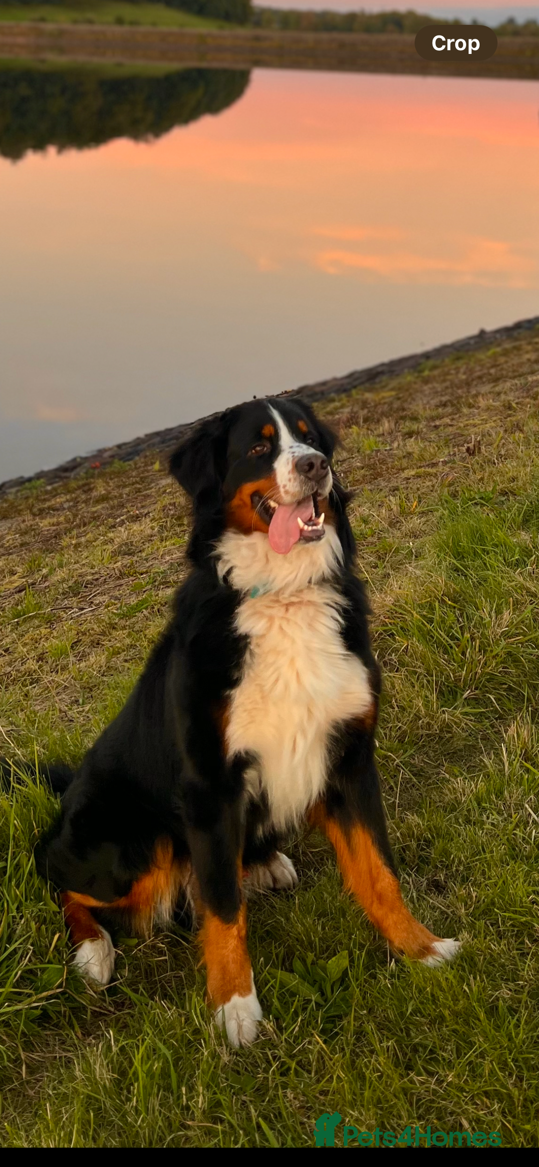 Bernese Mountain Dog dogs for stud: Bernese Mountain Dog for stud in Glasgow - Image 7
