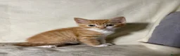 Mixed Breed cats for sale: 3 beautiful kittens - Ready for rehoming - Advert 3