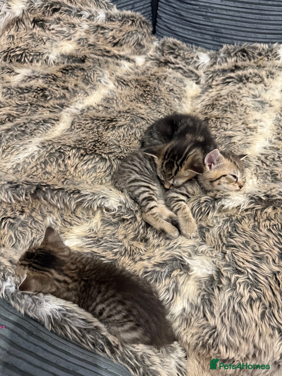 Domestic Shorthair cats for sale: Kittens looking for a loving home  - Advert 7