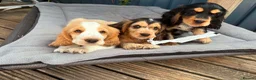 Cocker Spaniel dogs for sale: Outstanding Cocker Spaniel puppies READY NOW - Advert 17