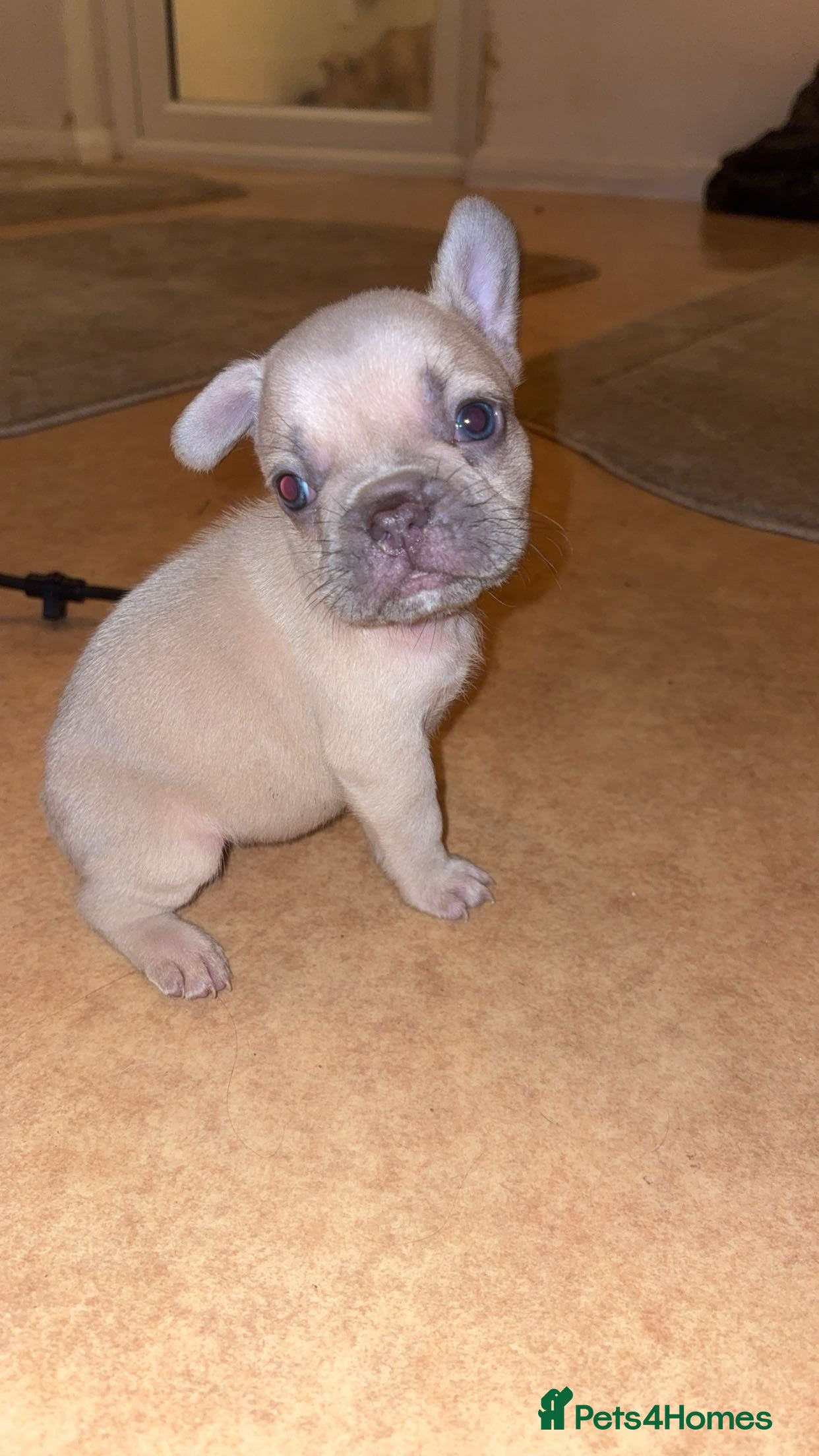 French Bulldog dogs French bulldog puppies  - Advert 3